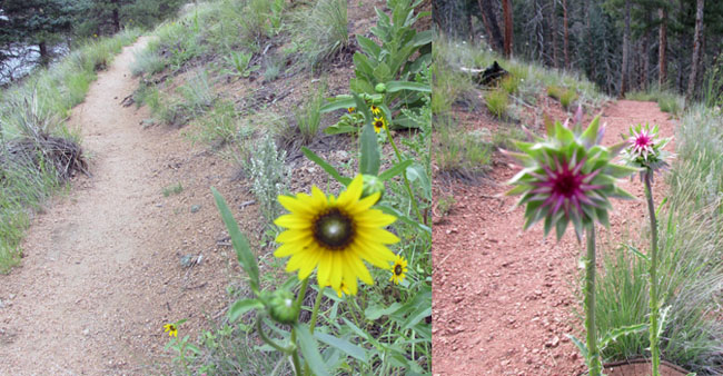 web-decker_2-trails-flowers1