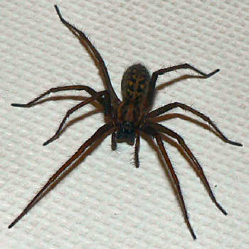 giant-house-spider1